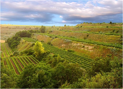 LAG Znorjmo winery.png