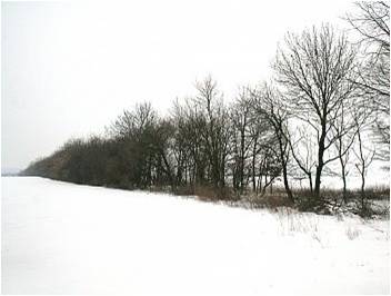 forest windbreaks.jpg