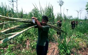 Cane Sugar in Thailand